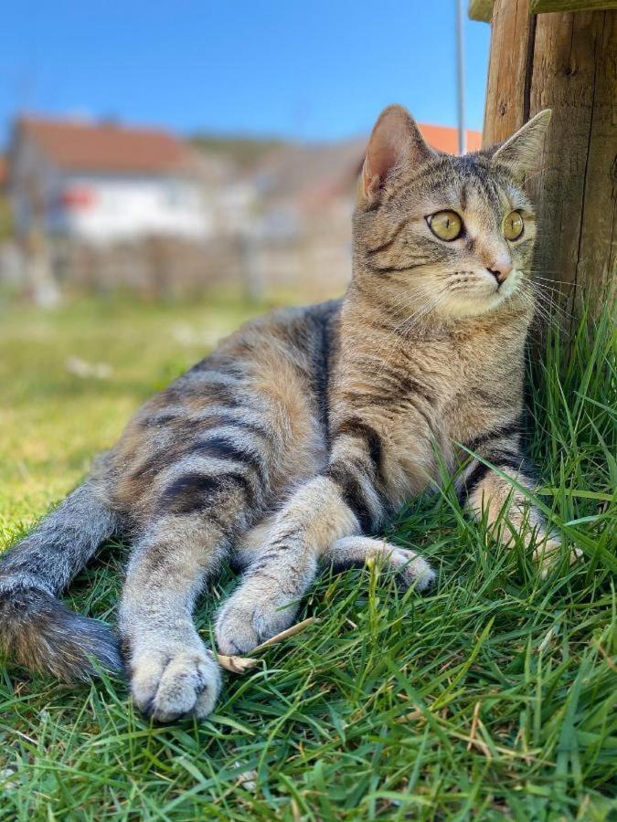 Naturspiel Posing Zewnętrze zdjęcie